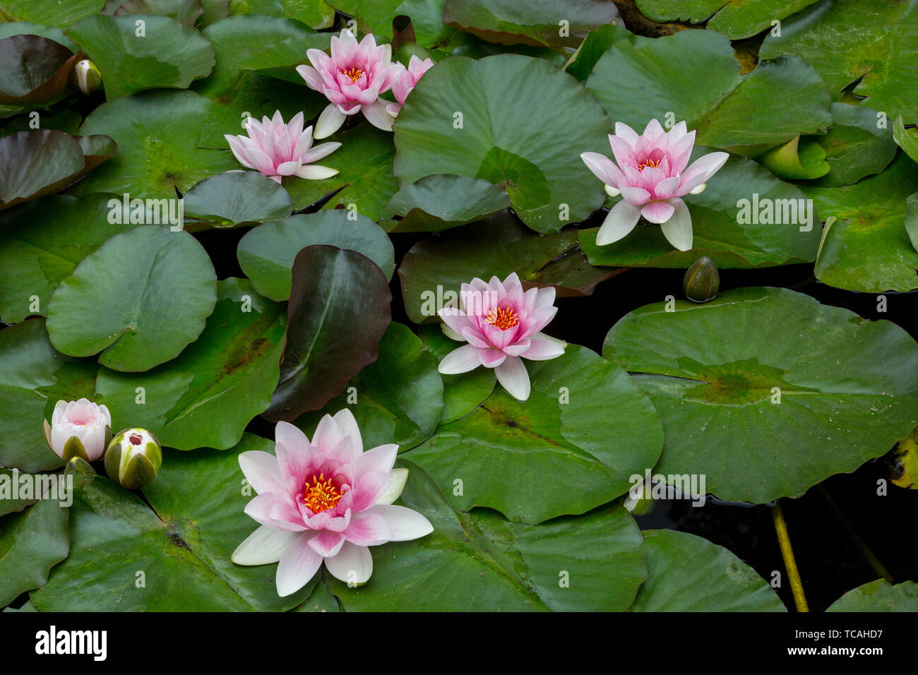 Seerosen an Abbotsbury subtropischen Gärten, Dorset, England, Großbritannien Stockfoto