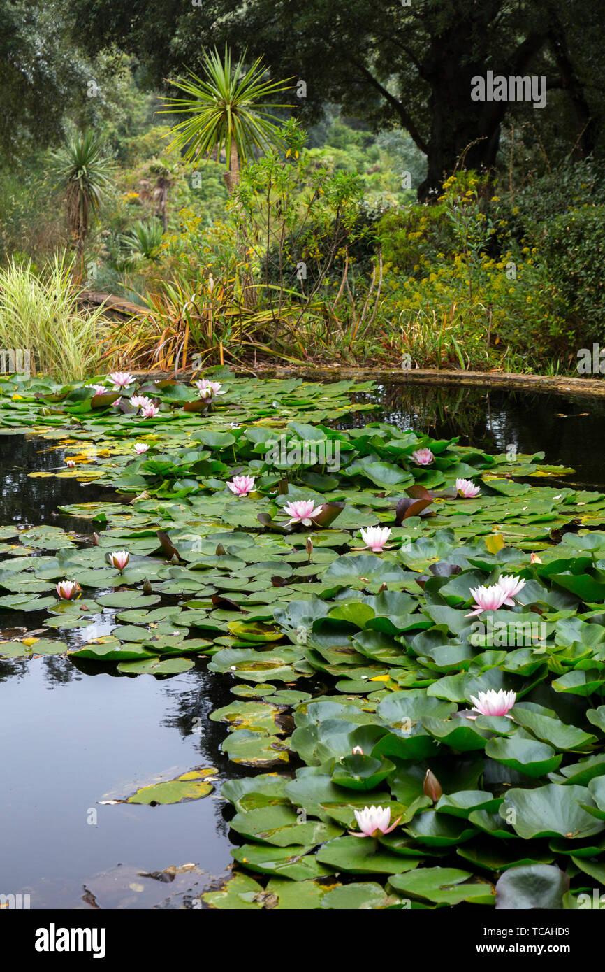 Seerosen an Abbotsbury subtropischen Gärten, Dorset, England, Großbritannien Stockfoto