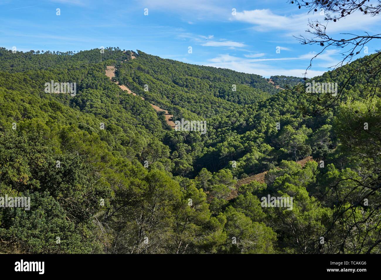 Axarquia, Berge von Malaga, Andalusien. Spanien. Stockfoto