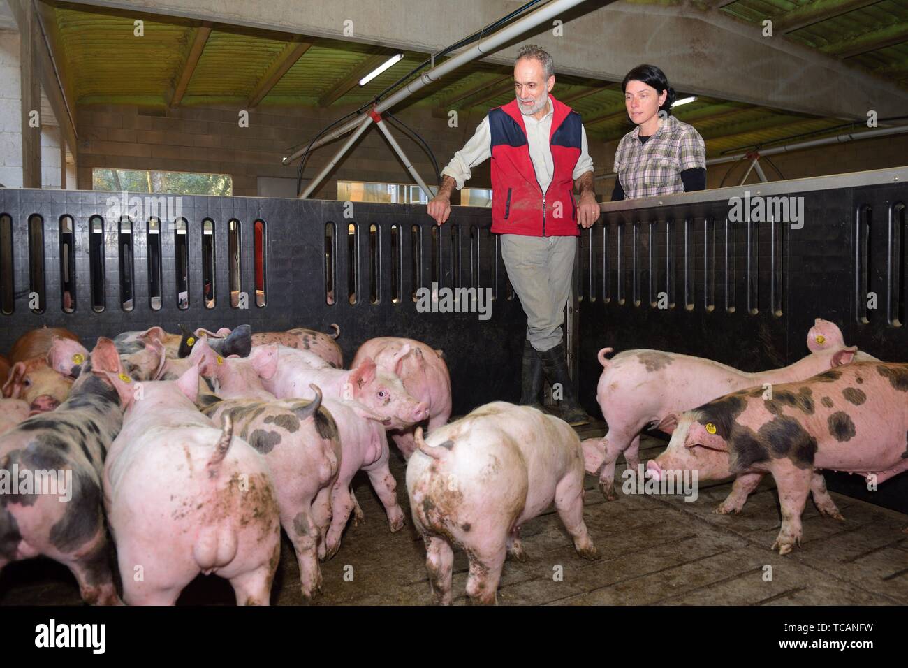 schwein-im-zaun-fotos-und-bildmaterial-in-hoher-aufl-sung-alamy