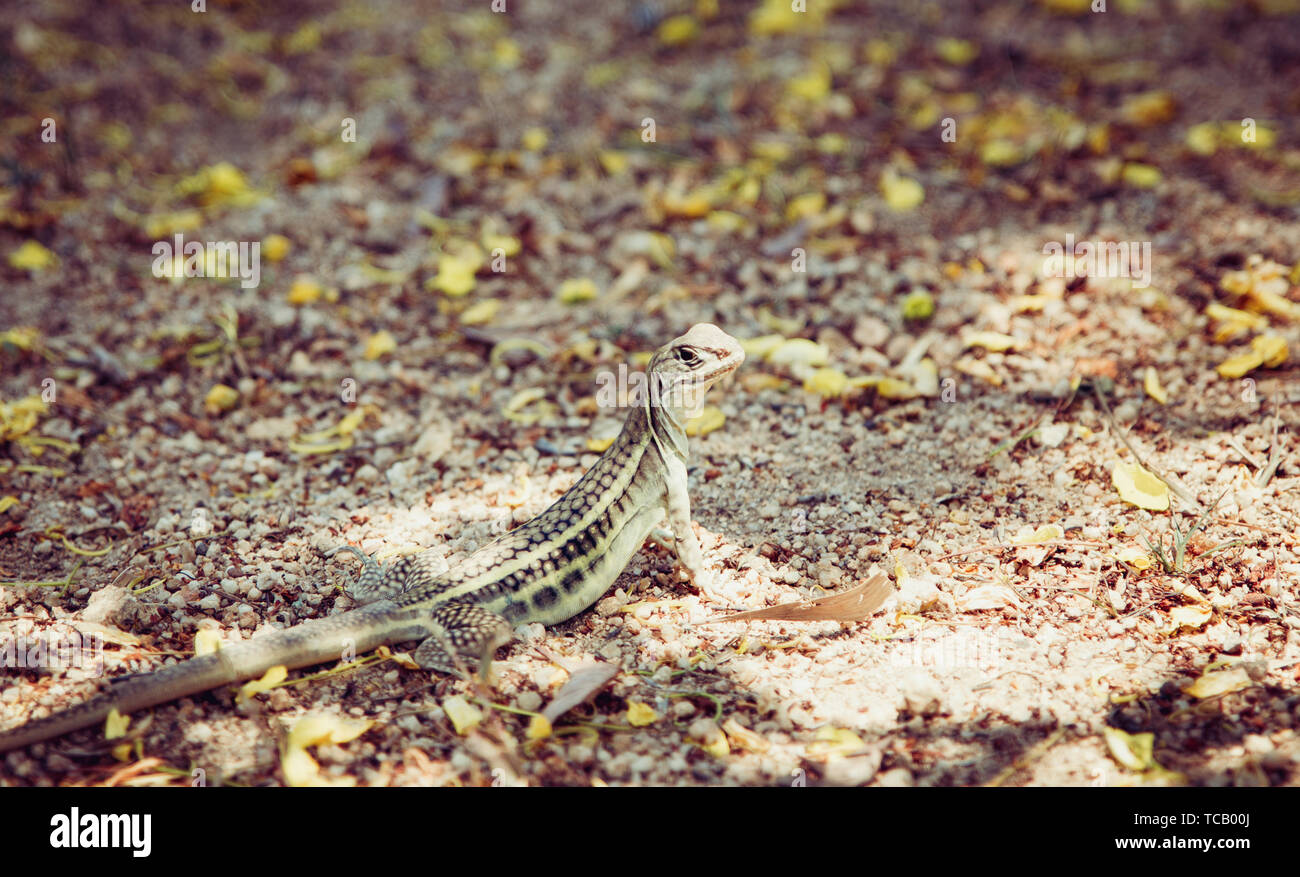 Garten Eidechse. Eidechse im Dschungel. Vietnam. Stockfoto