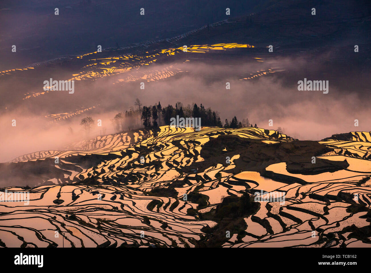 Die Yilao Berg Terrassen in Yuanyang, Yunnan am 13. März 2019 Ist der Moment der Bewässerung und die Felder. Das Meer der Wolken dämpfen auf dem Baum den Sonnenaufgang, den Sonnenuntergang Landschaft des Adlers Mund ist noch charmanter und die Liebe, die Feder und den blauen Terrassen umgeben das Dorf. Diese sind atemberaubend für Touristen. Stockfoto