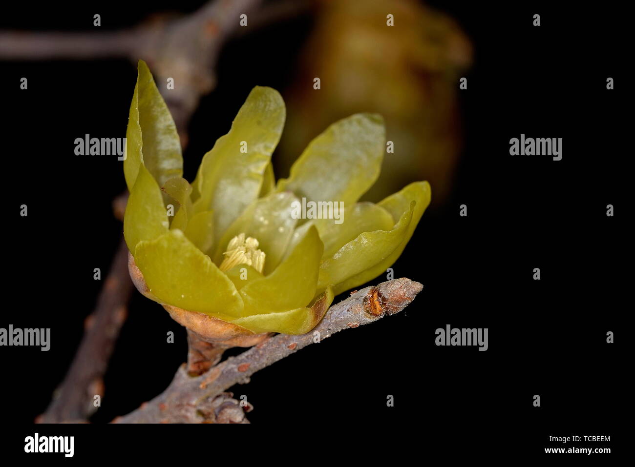 Plum flower Stockfoto