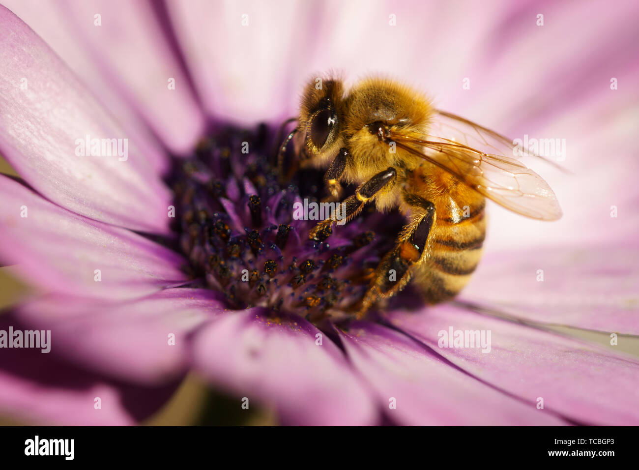 Honig Biene auf Osteospermum Cape daisy Lila Blume. Stockfoto