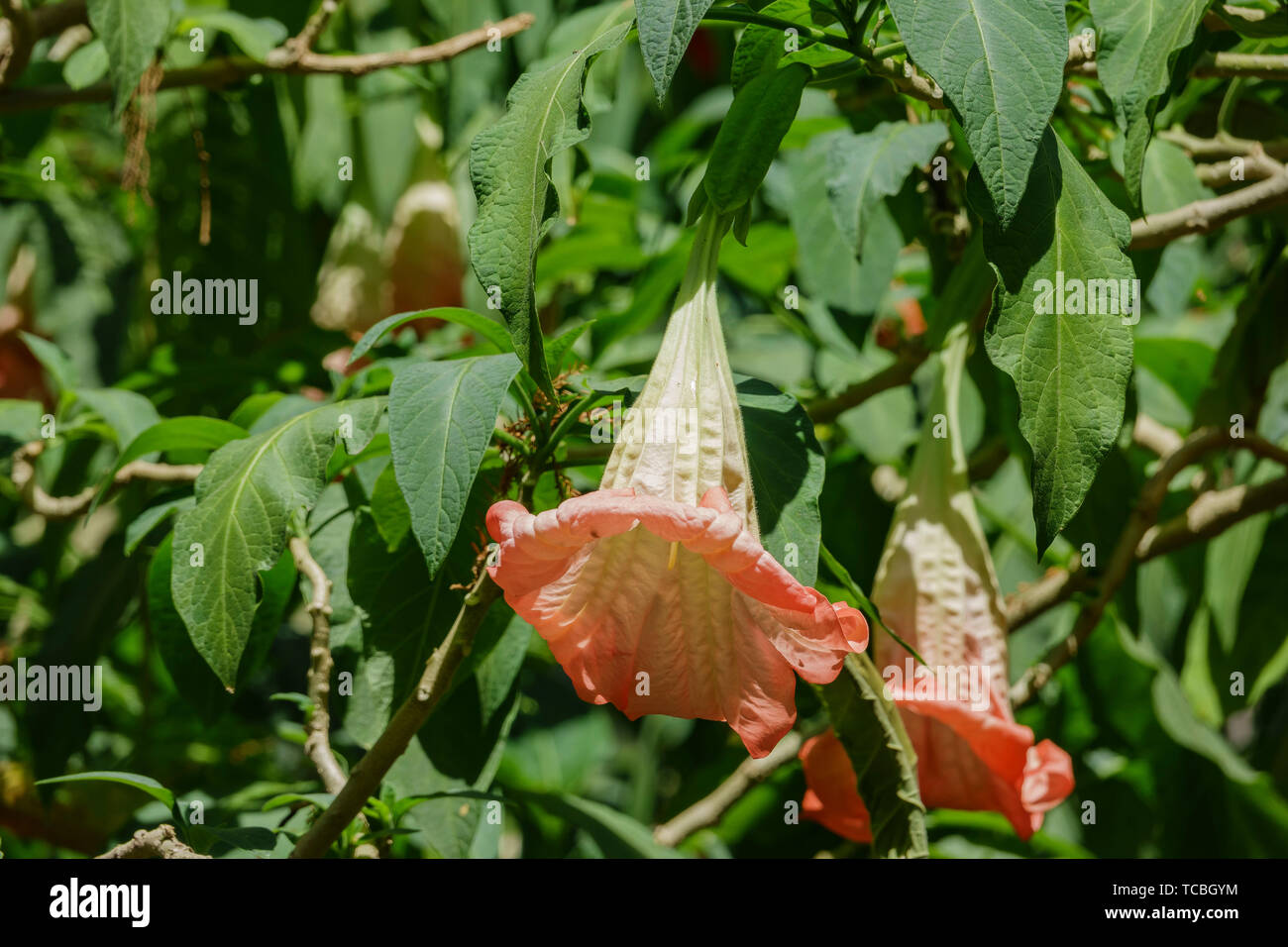 Nahaufnahme von Brugmansia versicolor Blume Blüte in Los Angeles, Kalifornien Stockfoto