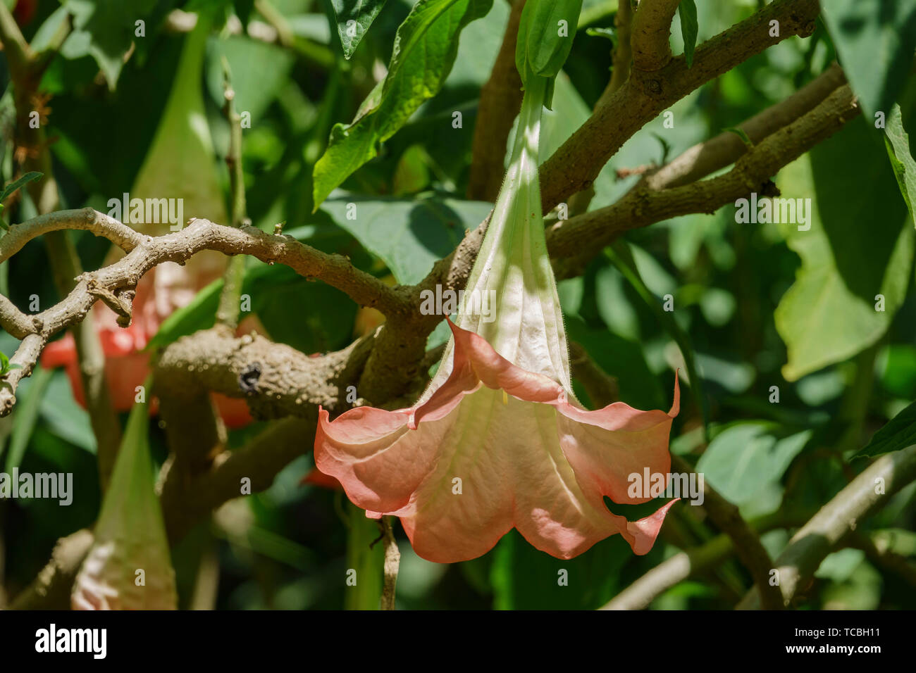 Nahaufnahme von Brugmansia versicolor Blume Blüte in Los Angeles, Kalifornien Stockfoto