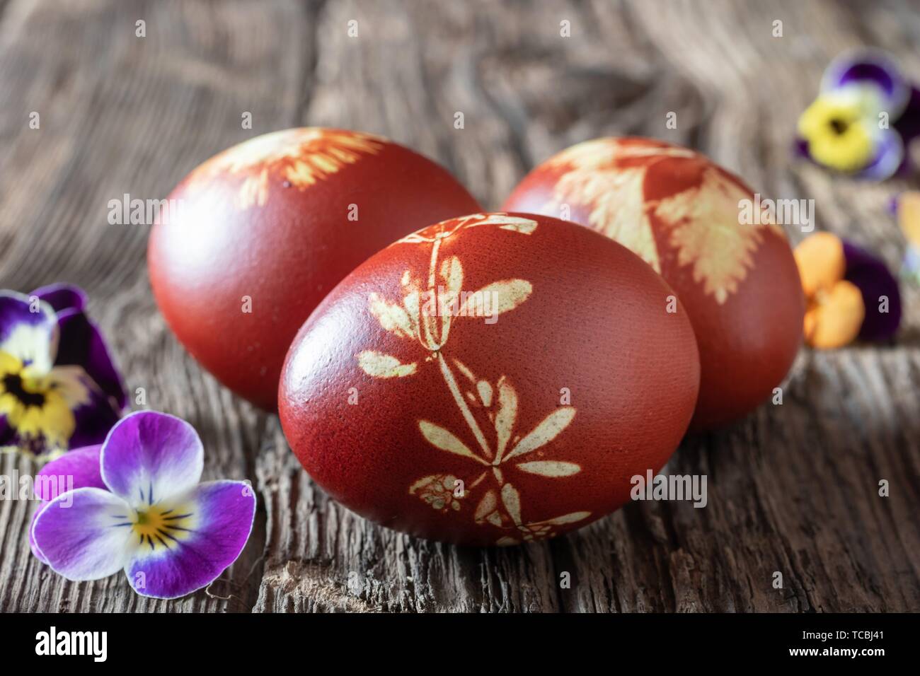 Dyed flower -Fotos und -Bildmaterial in hoher Auflösung – Alamy
