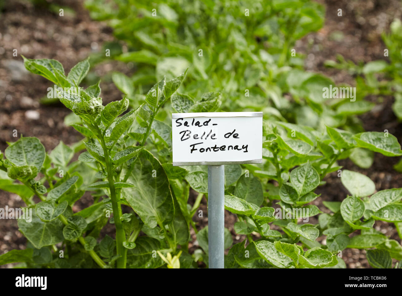 Marker für Salat Kartoffelsorte Belle de Fontenay in einem formalen Garten in Großbritannien Stockfoto