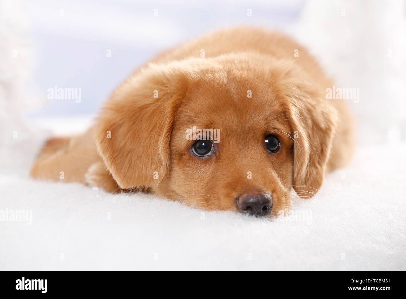Nova Scotia Duck Tolling Retriever Welpe Stockfoto