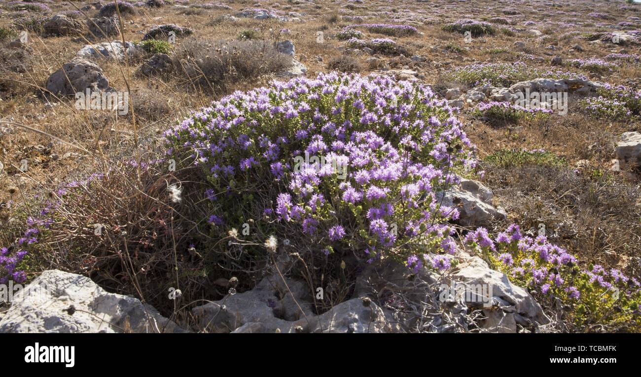 Mediterraner Thymian, Conehead Thymian, Thymbra capitata Stockfoto