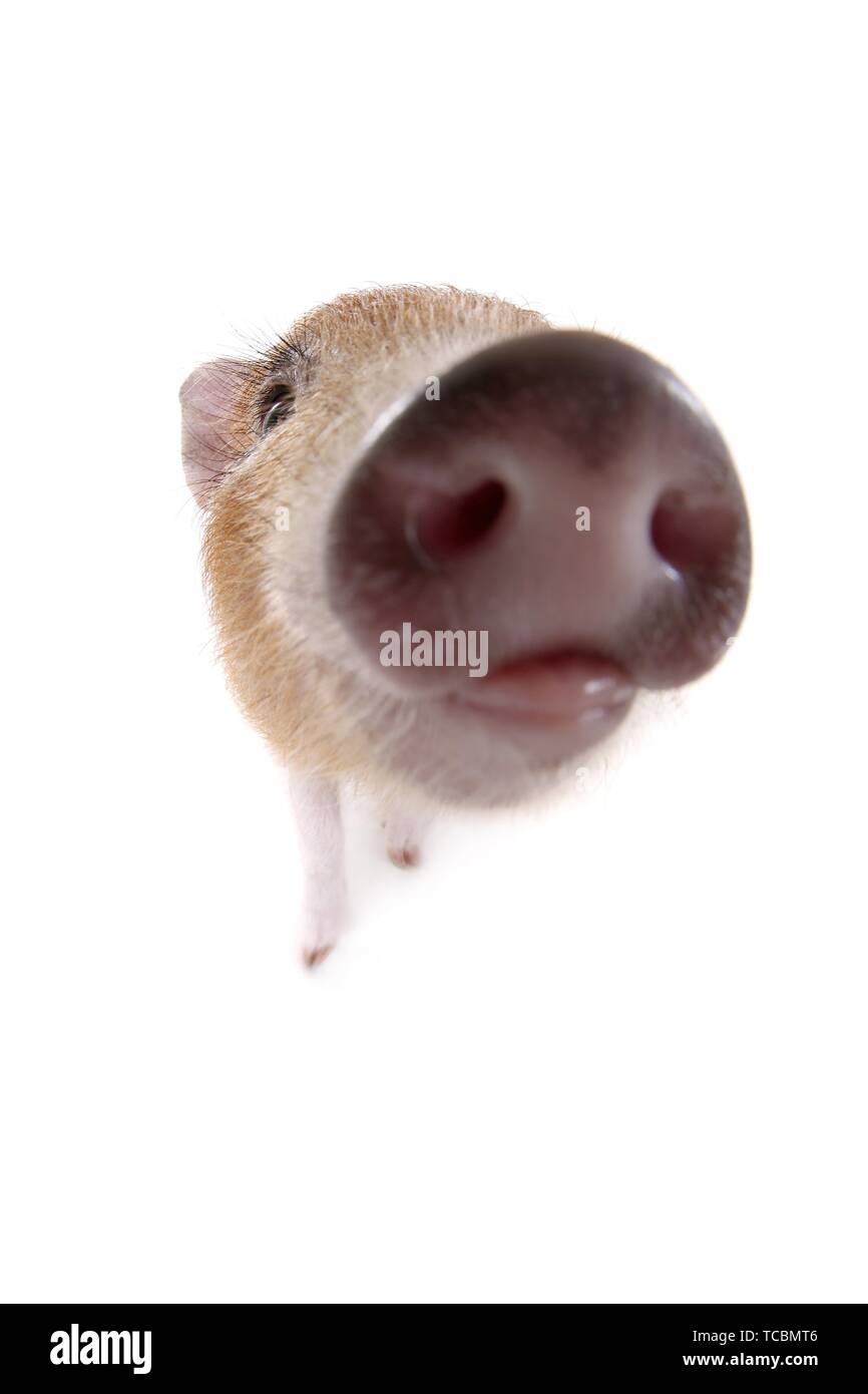 Micro Schwein Stockfoto