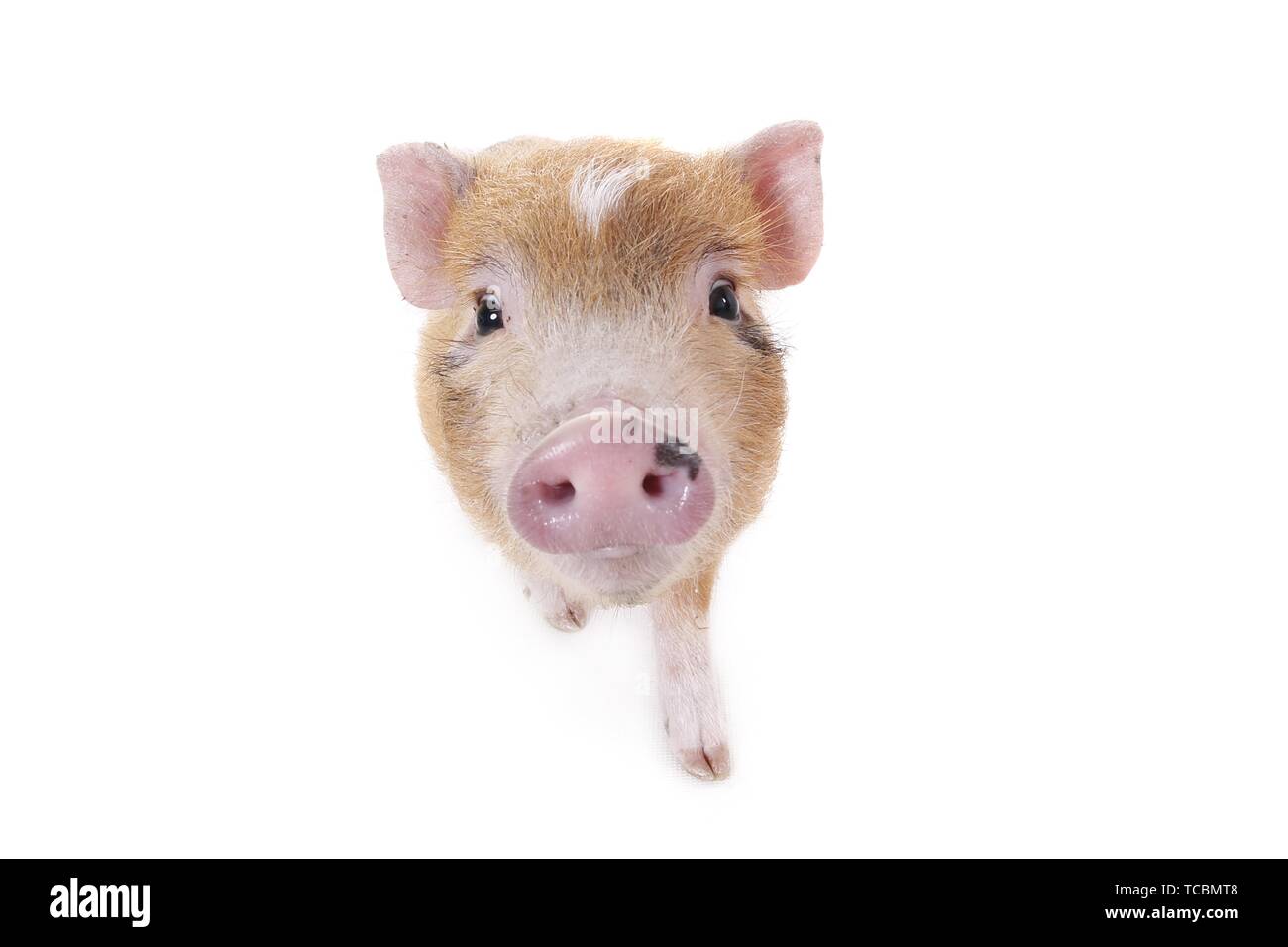 Micro Schwein Stockfoto