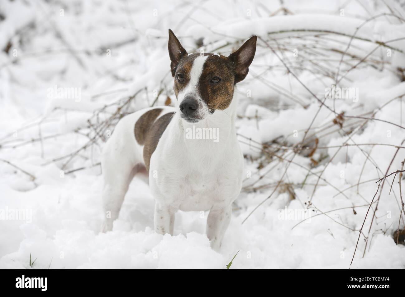 Jack Russell Terrier im Schnee Stockfoto