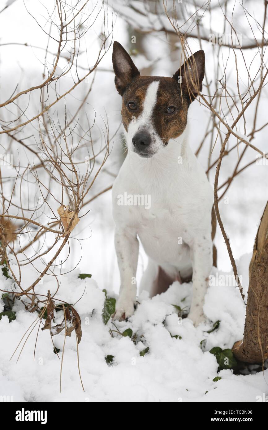Jack Russell Terrier im Schnee Stockfoto