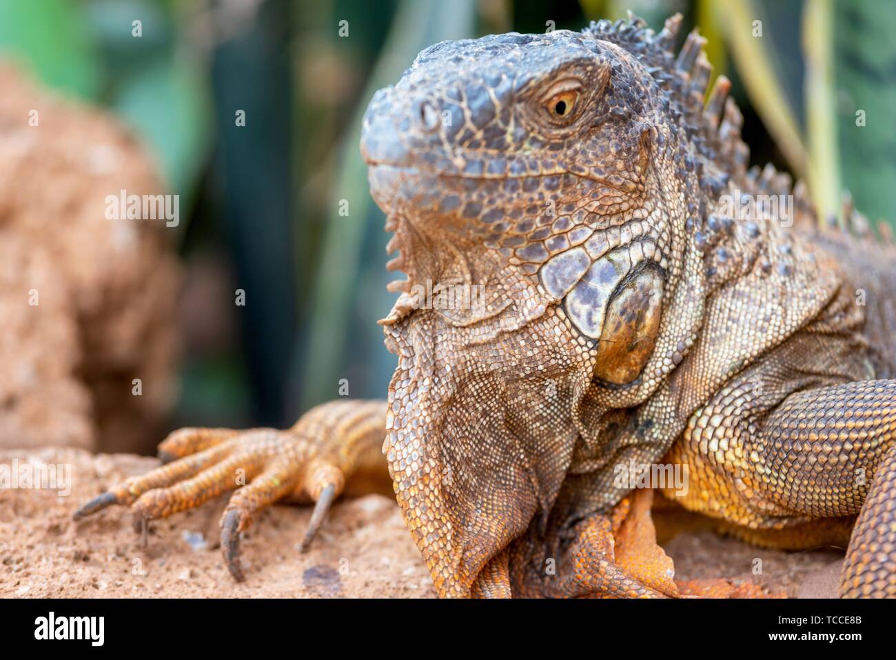 Nahaufnahme einer orange Iguana im Wüstenklima Landschaft. Stockfoto