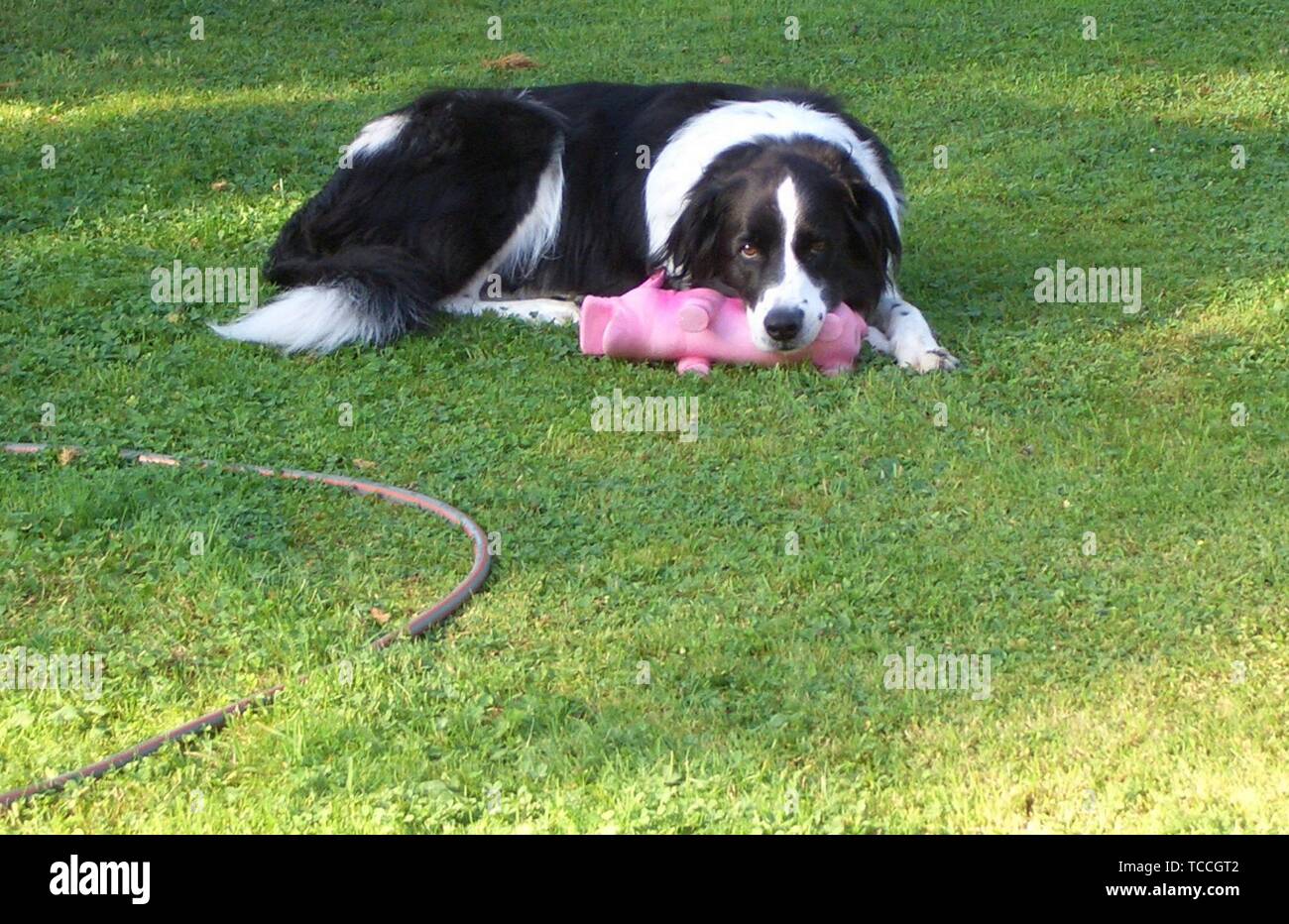 Zum Glück der Border Collie mit dem Kopf auf seinem Lieblingsspielzeug liegt, das rosa Schweinchen Stockfoto