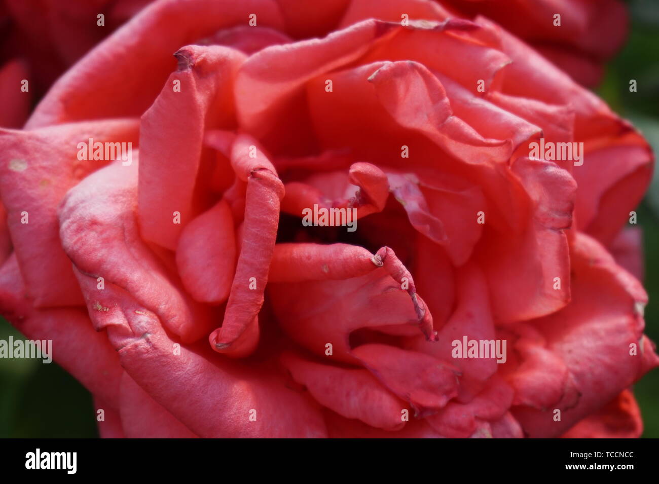 Eine Makroaufnahme einer Rosa wunderschöne Rose Stockfoto