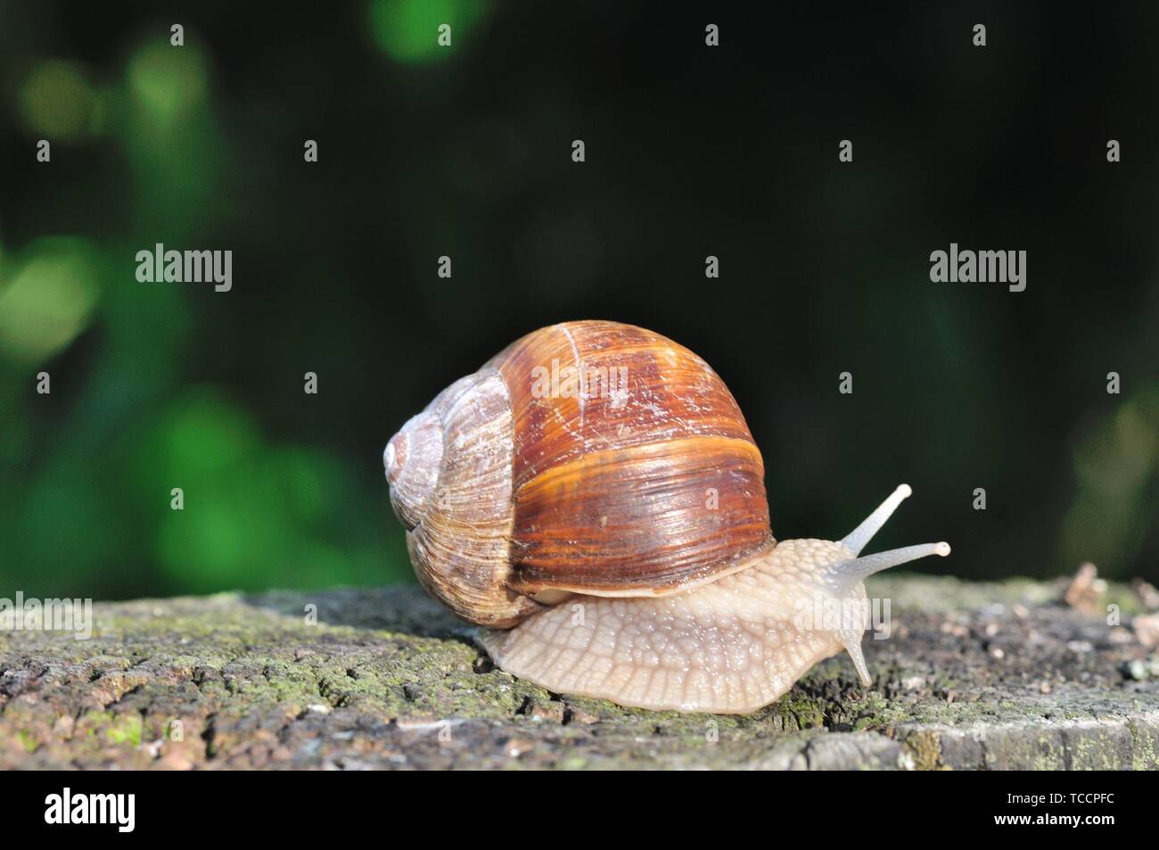 Hermaphrodite schnecke -Fotos und -Bildmaterial in hoher Auflösung – Alamy