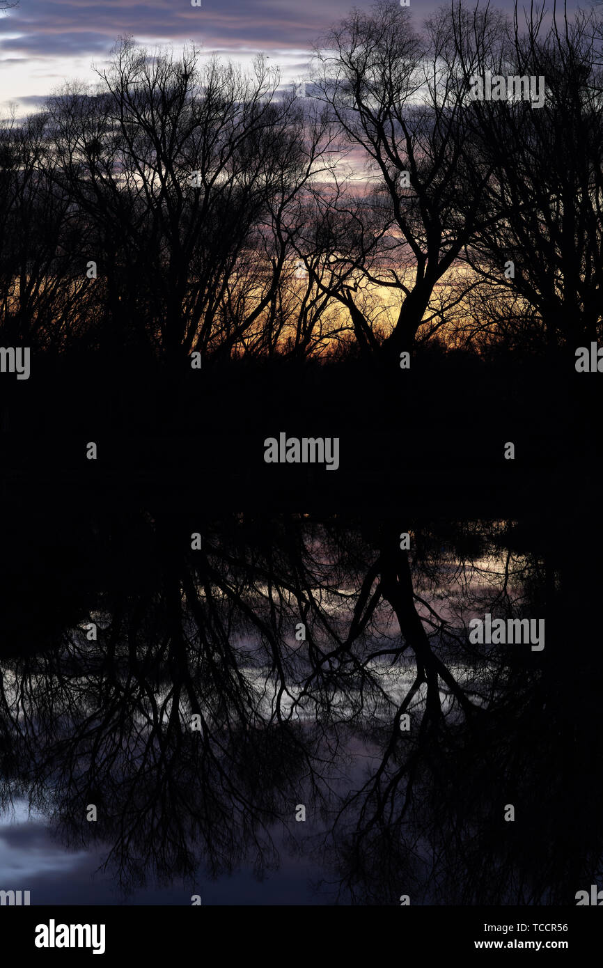 Baum Silhouetten und ihr Wasser Reflexion in der Nähe von einem Teich in Devinska Nova Ves, Slowakei Stockfoto