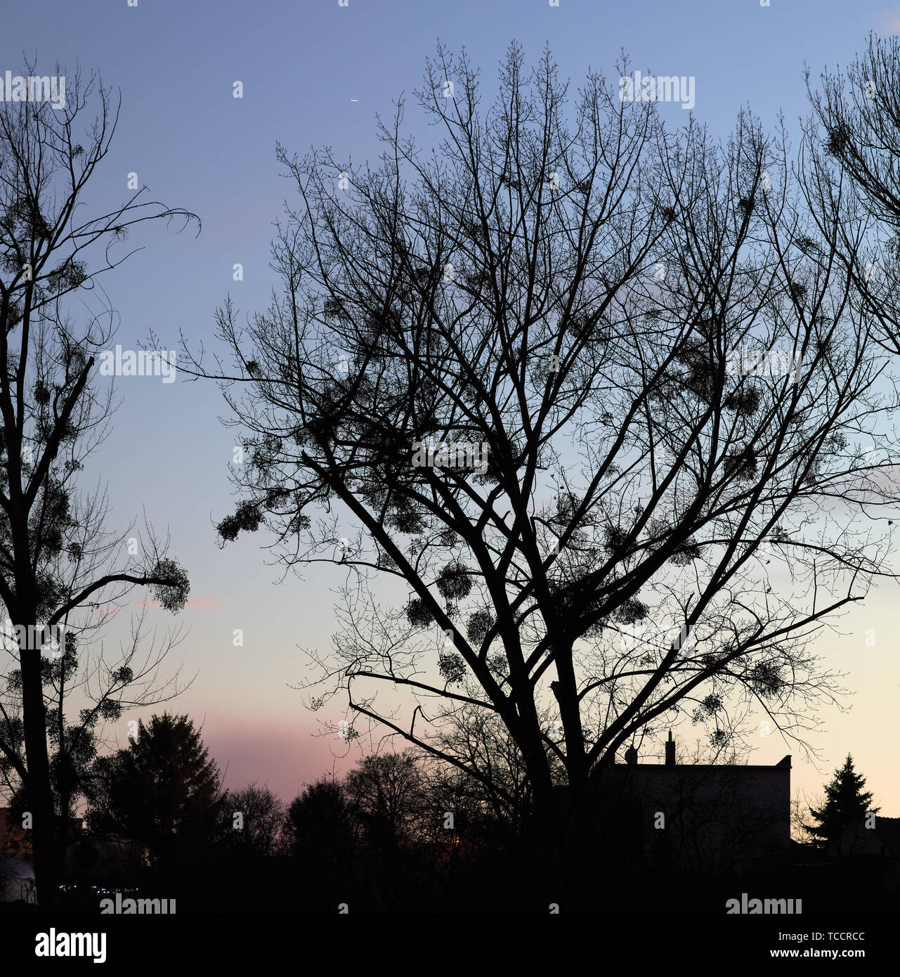 Baum Silhouetten in der Nähe von einem Teich in Devinska Nova Ves, Slowakei Stockfoto