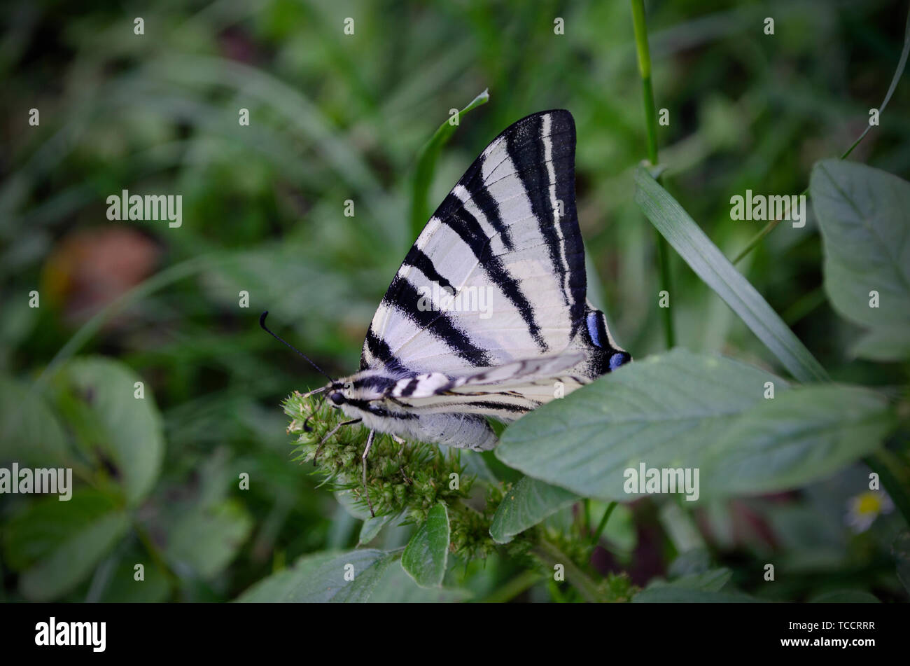 Weiß Gestreifte Schmetterling sitzen auf dem grünen Rasen. Der segelfalter, Iphiclides Art ist ein Schmetterling, Schwalbenschwänzen. Auch die sogenannten Stockfoto