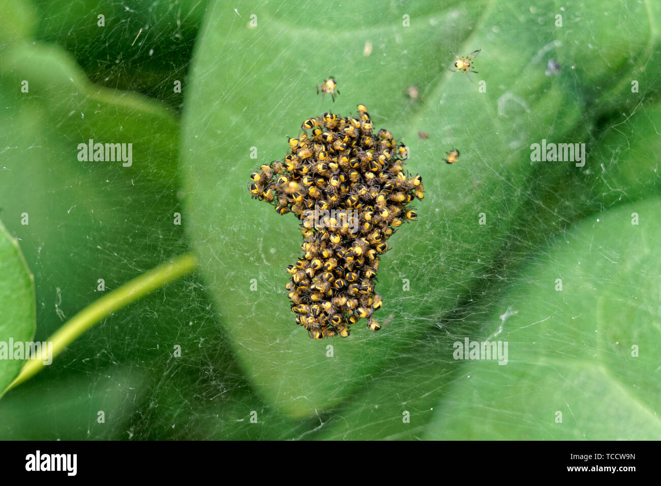 Makroaufnahme von Baby-europäischen Gartenspinnen in einem Baumschulballnetz, Vancouver, BC, Kanada Stockfoto