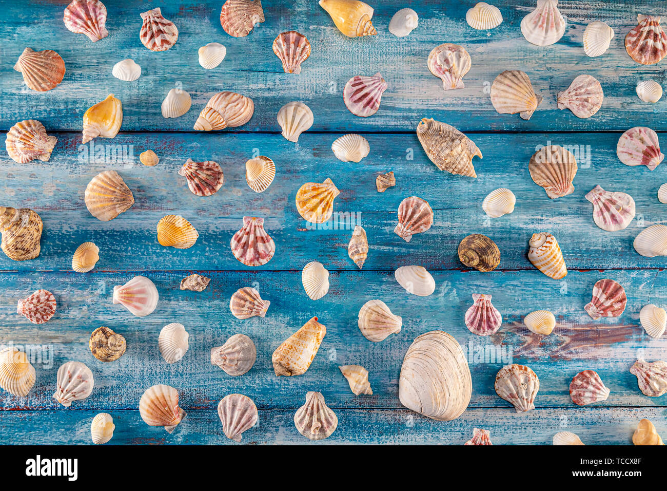 Sommer Konzept mit Muscheln auf einem blauen Hintergrund aus Holz und Sand. Seashells Rahmen auf Holz- Hintergrund nautischen Grenze. Fokus auf Muscheln. Stockfoto
