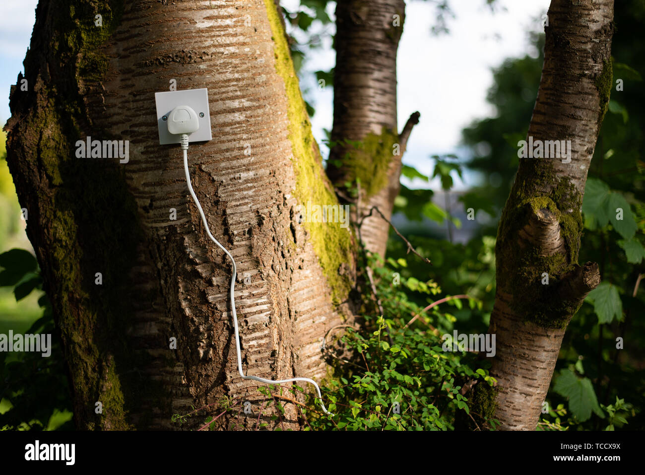 UK Stecker in eine Steckdose in einem Baum. Ökologische Konzept, Symbol für erneuerbare Energie, Bioenergie Stockfoto