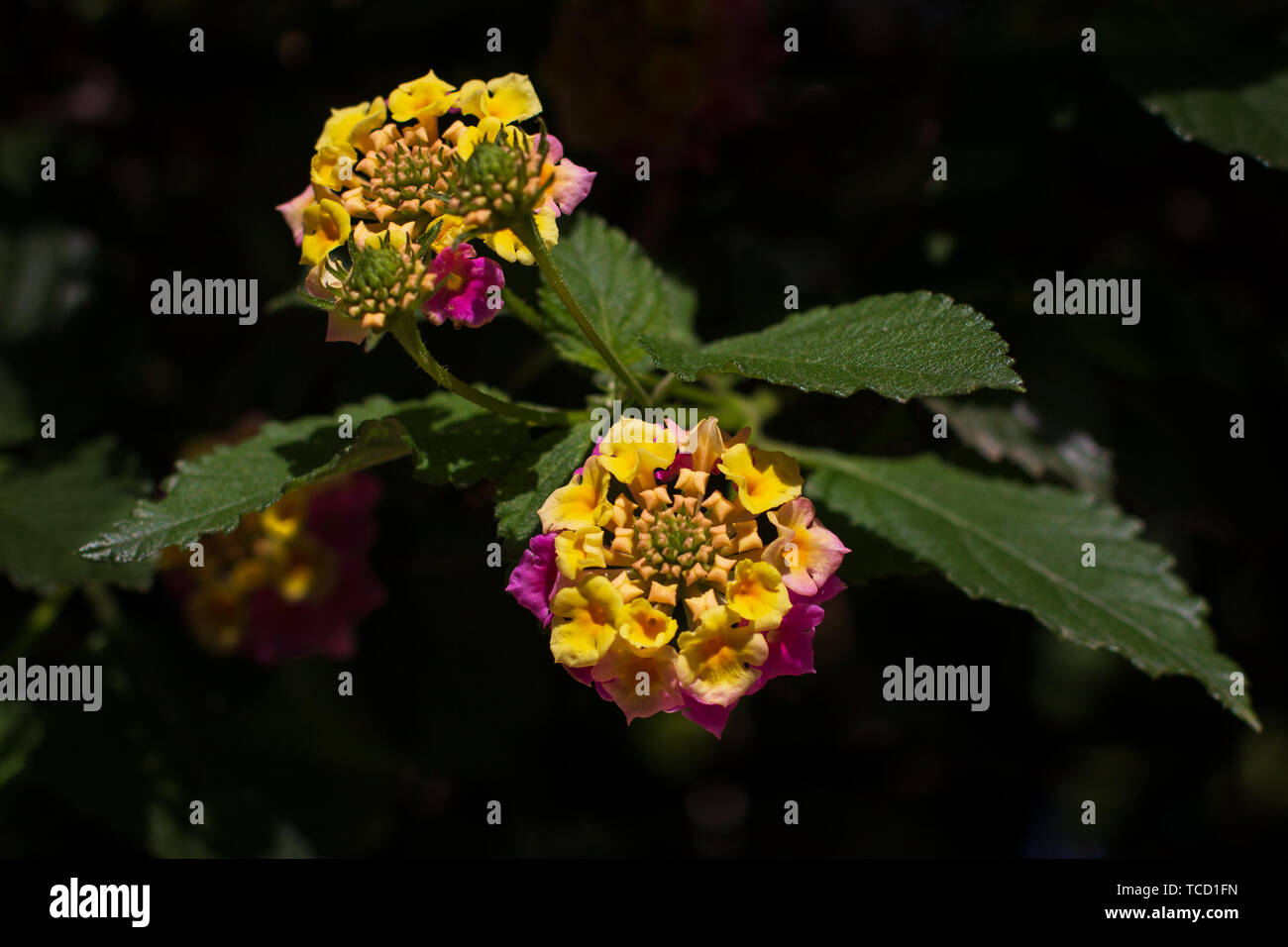 Ein lila und gelb Blume mit mehreren Blüten Stockfoto