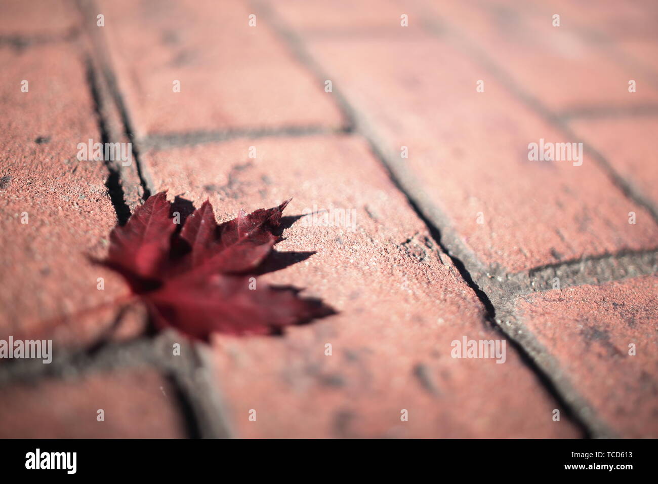 Nahaufnahme von einem roten Crimson King maple leaf auf einem Stein Gehweg Stockfoto