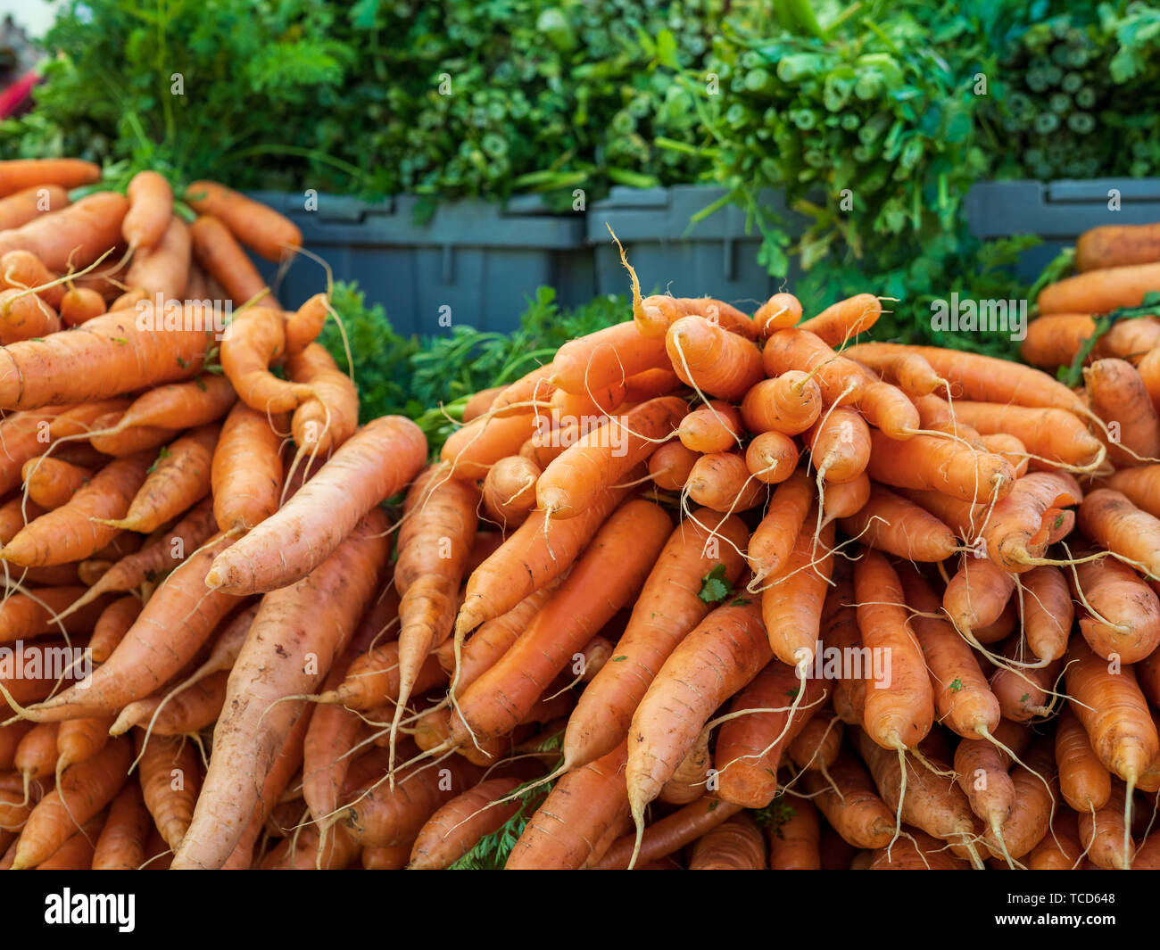 Dämme der Rohstoffe, Bio Karotten unverarbeitete und auf Anzeige an Farmers Market Stockfoto
