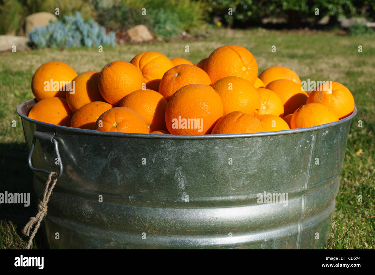 Orangen in verzinktem Metall Whirlpool Stockfoto
