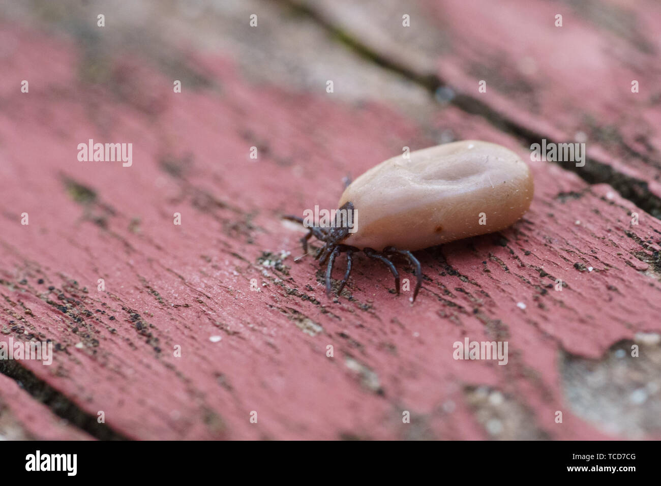 American dog tick Stockfoto