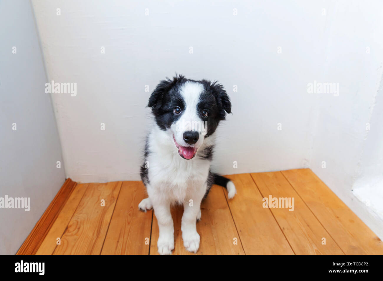 Lustige Portrait von niedlichen smilling Welpe Hund Border Collie indoor. Neue schöne Mitglied der Familie kleiner Hund zu Hause sitzen und warten. Pet Care und Animal Stockfoto