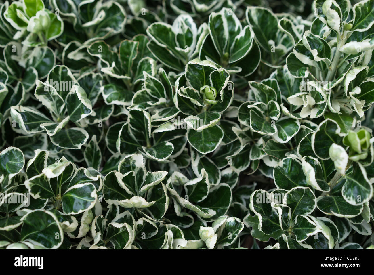 Grüne runde Blätter mit weißen Adern. Das Konzept der Sommerfrische. Hintergrund für Text Stockfoto