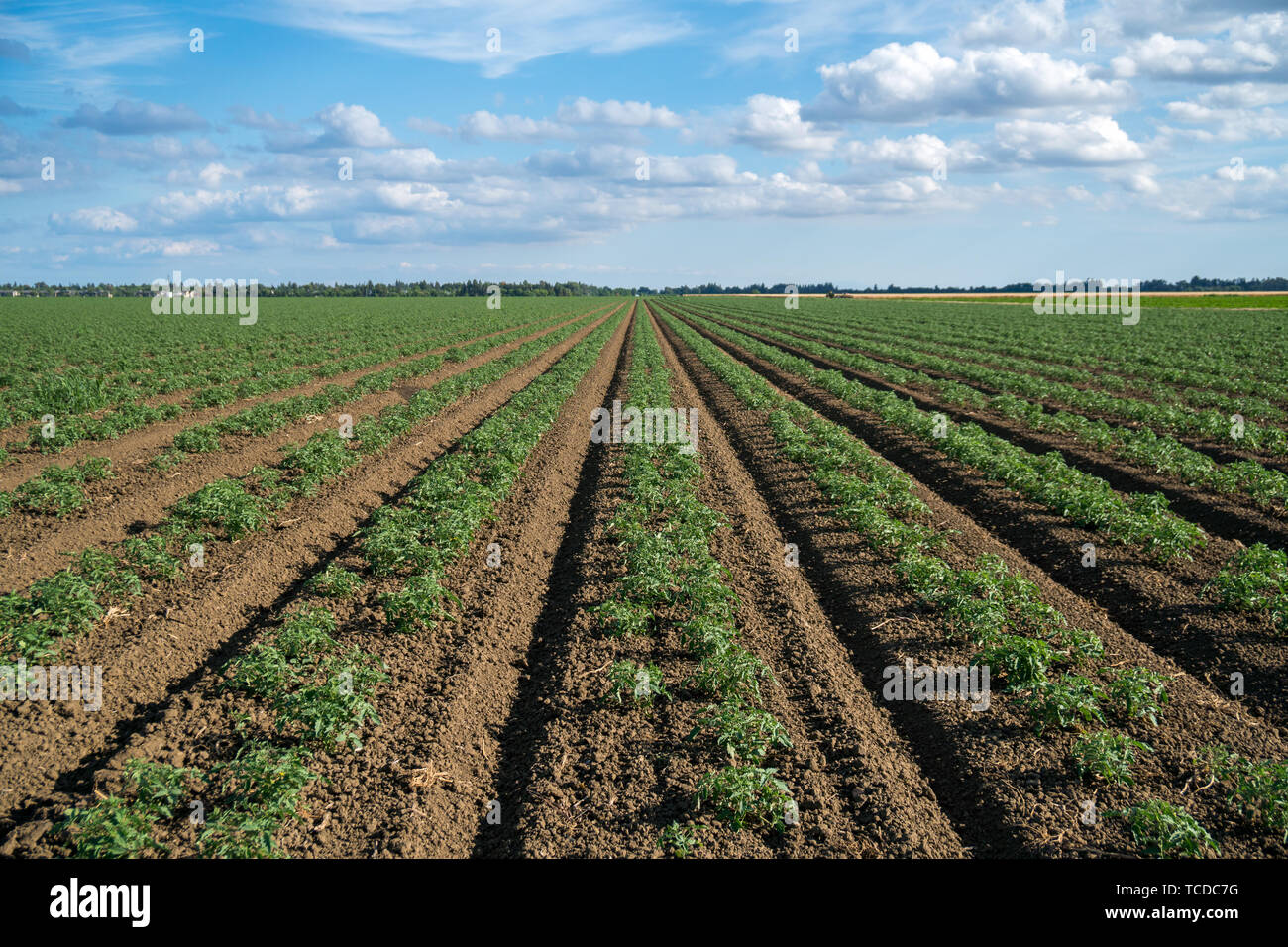 Tomate Reihenkulturen Kalifornien Stockfoto