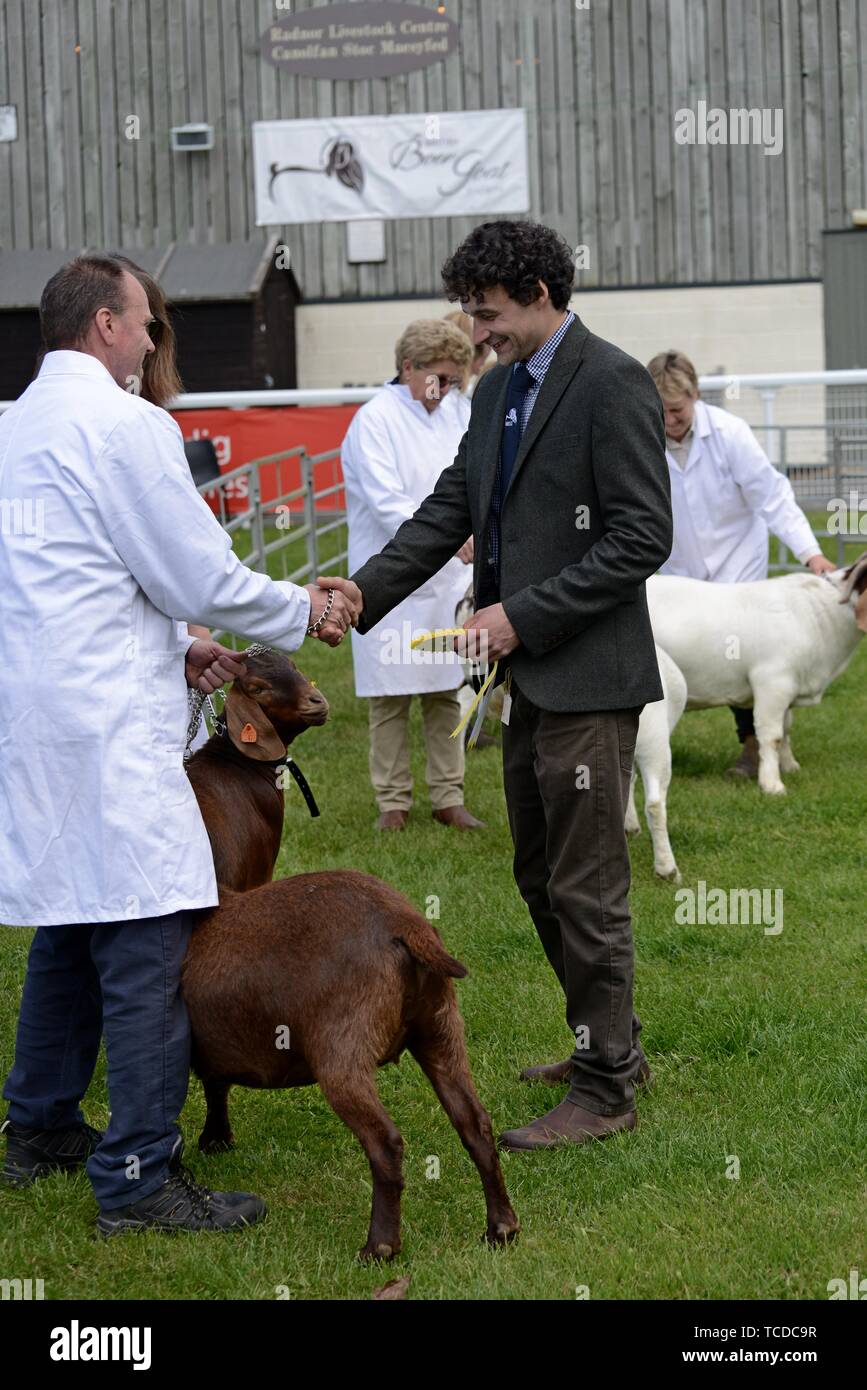 Boer Ziegen für die bester der Rasse auf der Royal Welsh Frühlingsfest beurteilt Stockfoto