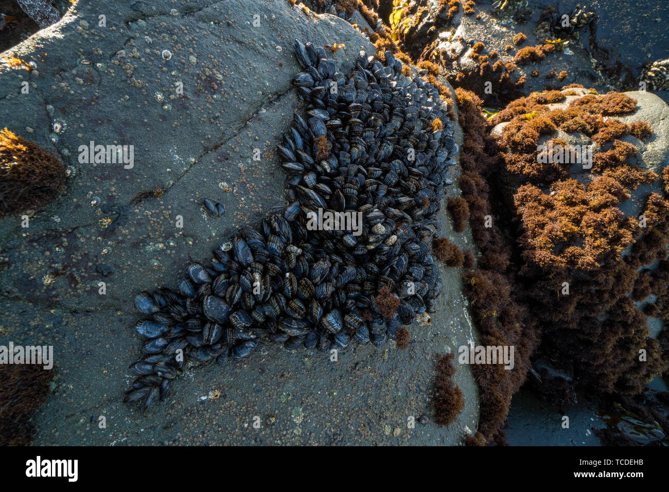 Große Gruppe von Muscheln Festhalten an einem exponierten Fels. Stockfoto