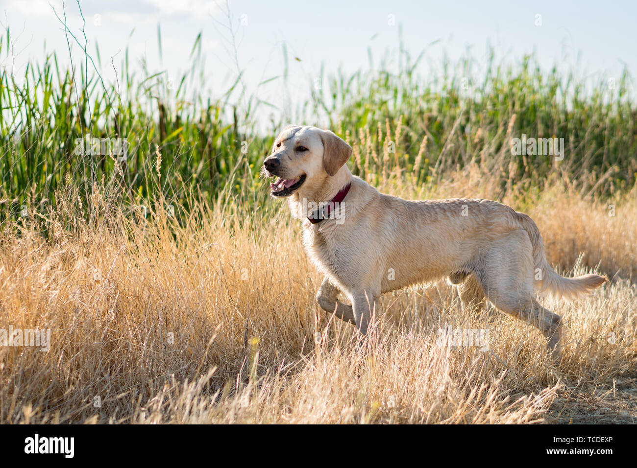 Gelbe Labrador Retriever Jagd und zeigen Stockfoto