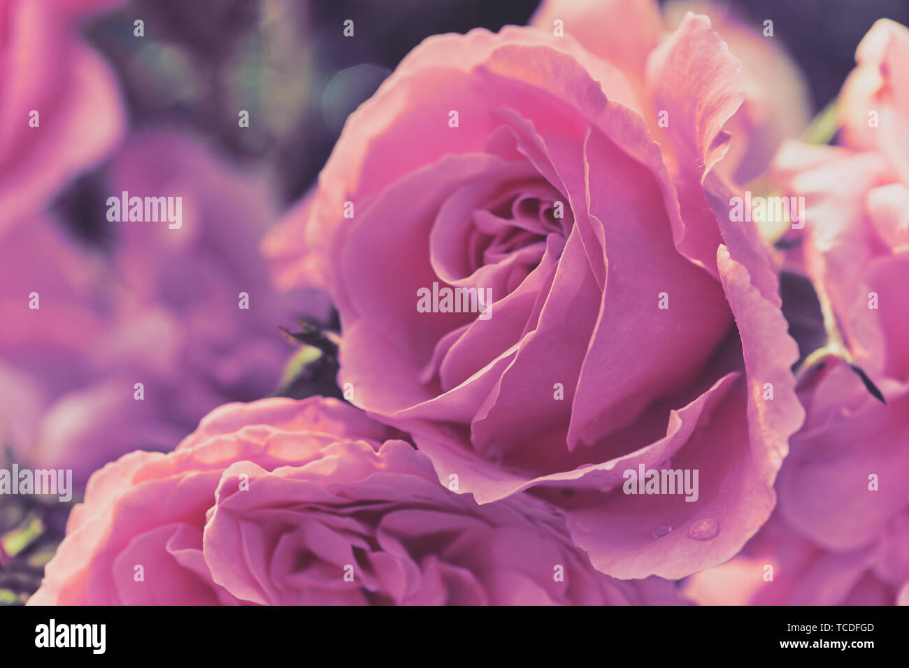 Makro Farbe Foto von rosa Rosen in einer weichen Stil als Hintergrundbild oder Grußkarten Stockfoto