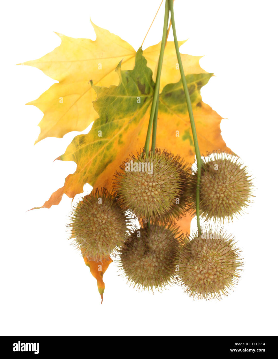 Kugeln aus Ahorn Samen und Blätter im Herbst isoliert auf weißem Stockfoto