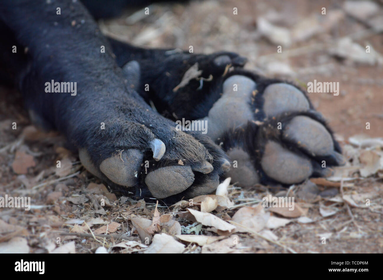 Schwarzer Labrador Hund Füße Pfoten Pads Stockfoto