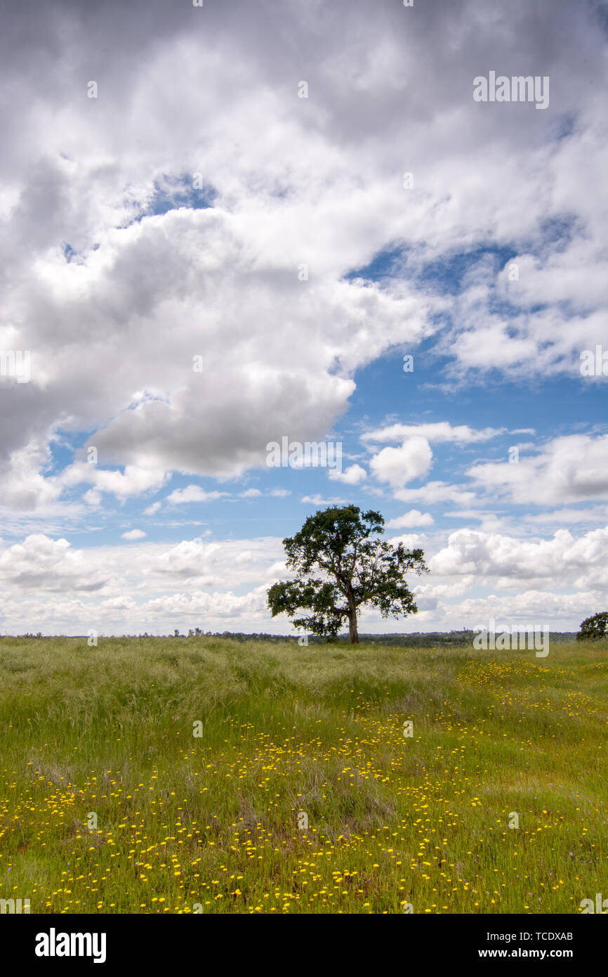 Helle grüne Wiese mit Wildblumen und einem Baum auf dem Gelände unter blauem Himmel in Wolken Stockfoto