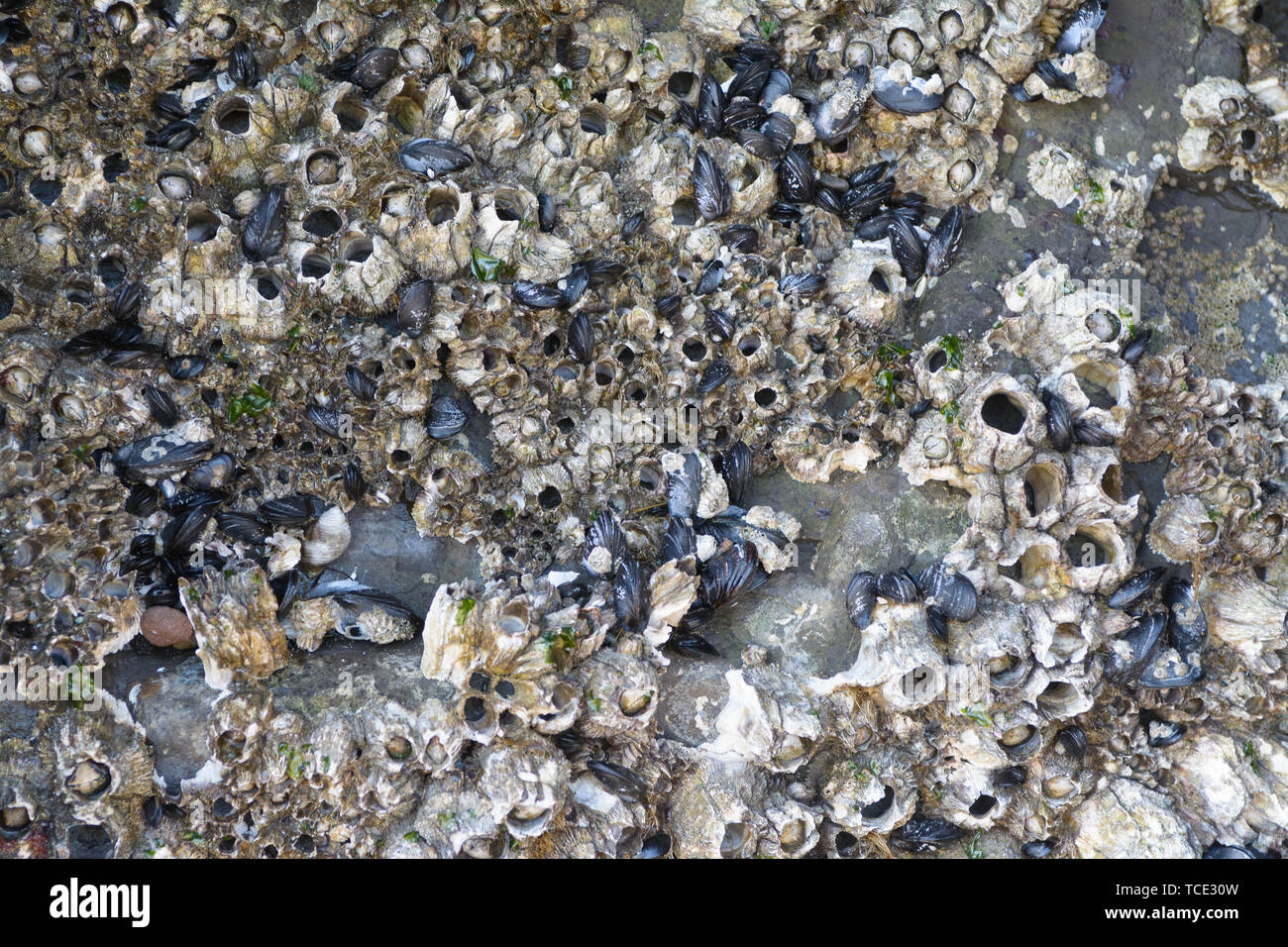 Von oben abstrakte Schuss viel Wild Muscheln auf Bewachsenem marine Rock klemmt Stockfoto