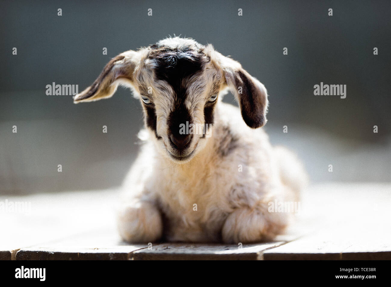 Neugeborene Ziege Kid, in der Sonne zu sitzen Stockfoto