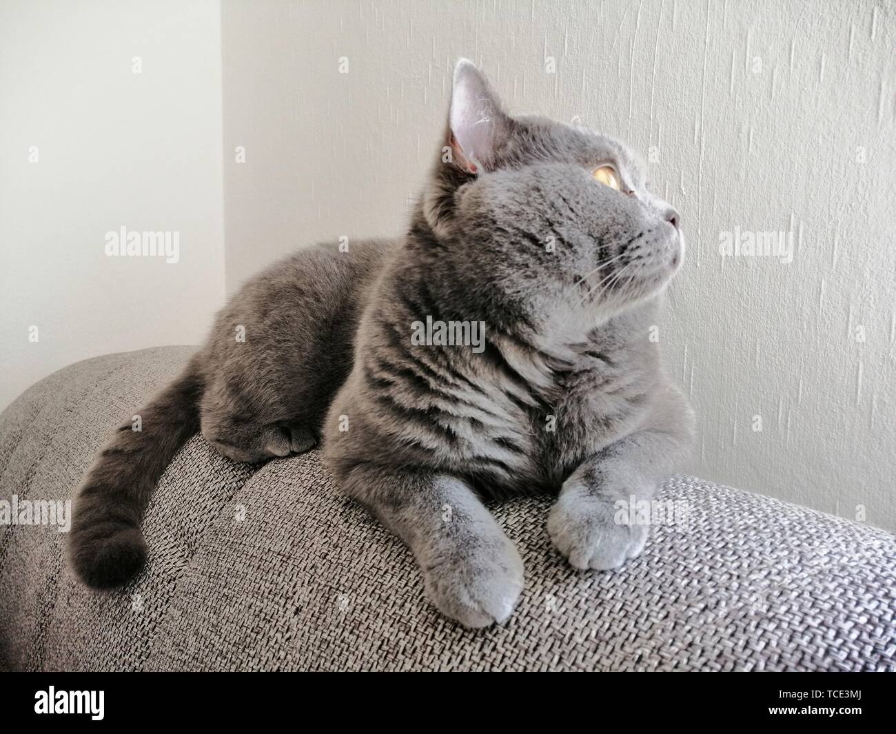 Cute Grau britische Katze liegend auf dem Sofa und irgendwo suchen Stockfoto