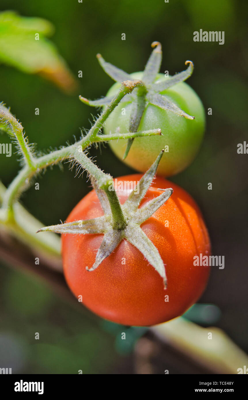 Tomaten wachsen am Rebstock Stockfoto
