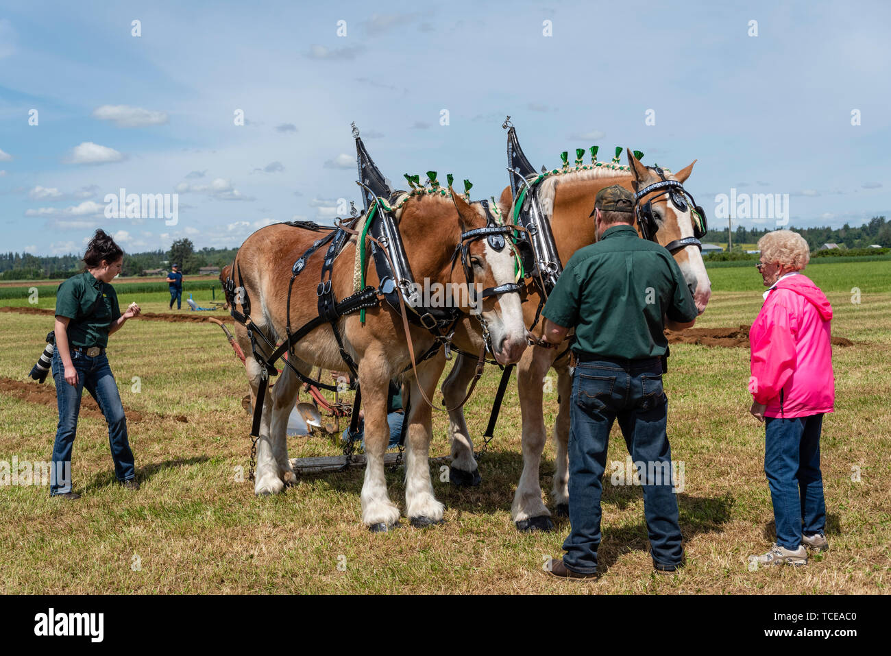 Pferde und Pflüger beim Ausfahren aus der Furche. 2019 Internationale Pflügen übereinstimmen. Berthusen Park, Lynden, Washington Stockfoto