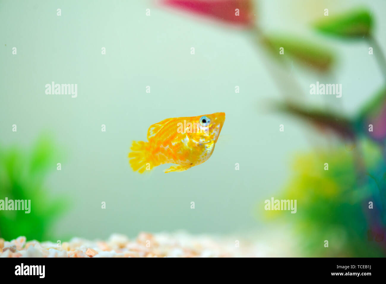 Kleiner Molly Fische, Poecilia latipinna in Fish Tank oder Aquarium, Unterwasser leben Konzept. Stockfoto