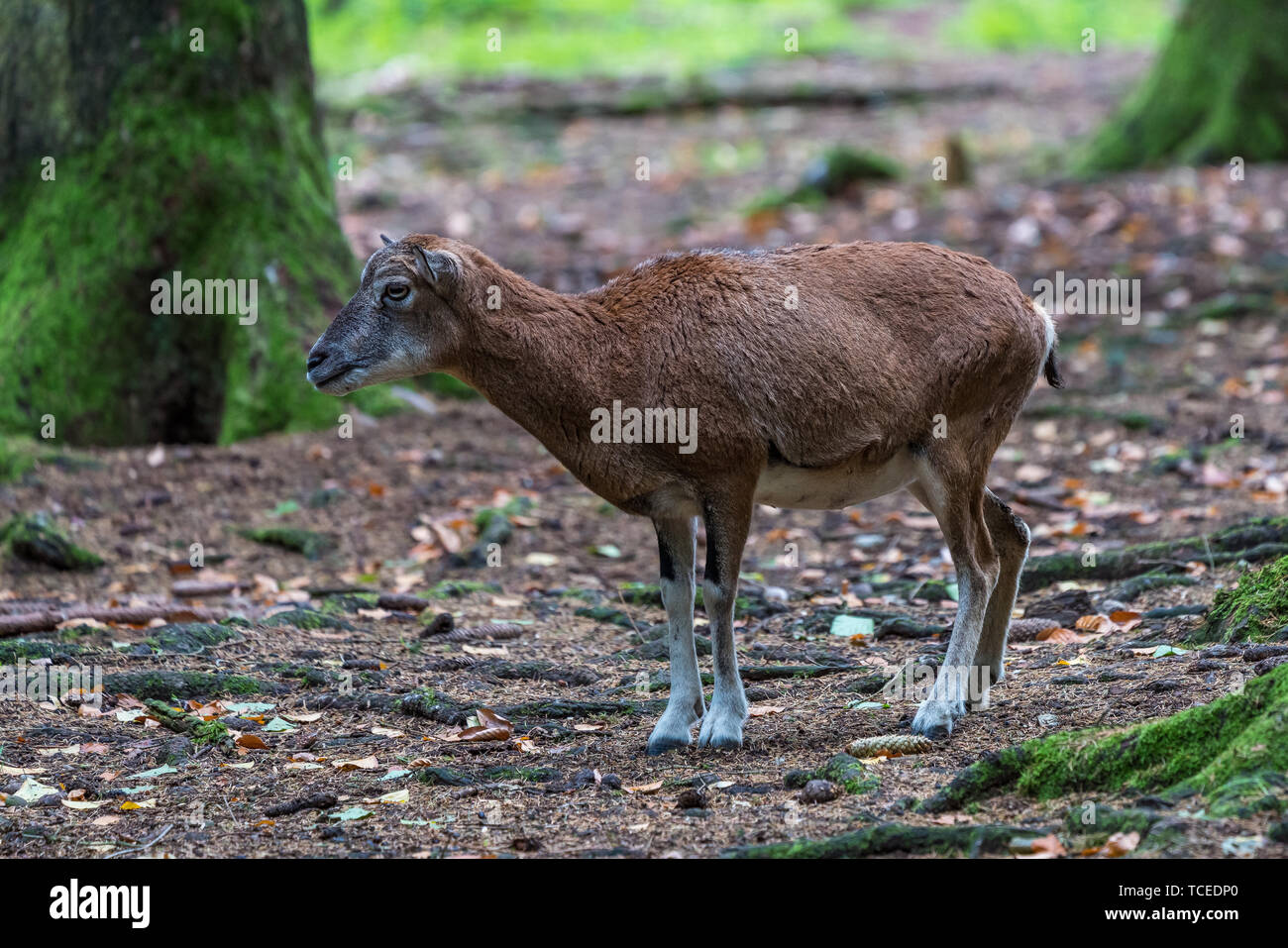 Das europäische Mufflon, Ovis orientalis Musimon ist die westlichste und kleinste Unterart des Mufflons. Stockfoto